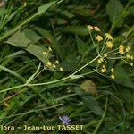 Bupleurum alpigenum 形態