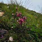 Pedicularis rostratocapitata Flower