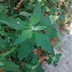 Chenopodium album Ліст