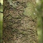 Protium apiculatum Coajă