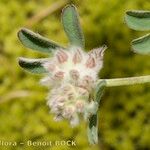 Trifolium saxatile Кара