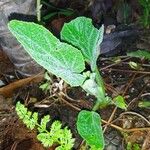 Cucurbita foetidissima Blad