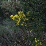 Ulex parviflorus Kvet