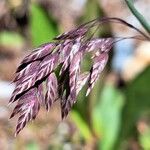 Poa alpina Flower