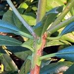 Rhododendron ponticum Bark