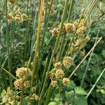 Scirpoides holoschoenus Flor