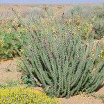 Echium horridum Dalc'h