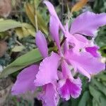 Cattleya labiata Flower