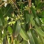 Syzygium guineense Fuelha