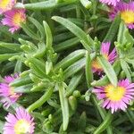 Delosperma sutherlandii Hostoa