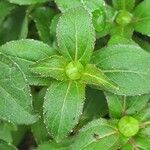 Sanvitalia procumbens Likasa