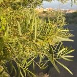 Acacia cyclops 葉
