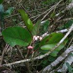 Begonia kisuluana 形態
