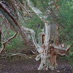 Vachellia xanthophloea Hábito