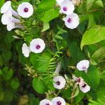Ipomoea tiliacea Flower