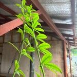 Allamanda schottii Leaf