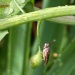 Calepina irregularis Fruit