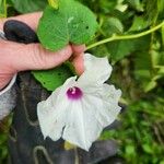 Ipomoea pandurata Flors