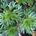 Saxifraga hypnoides Likasa