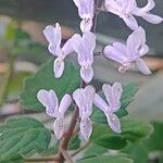 Plectranthus ernstii 花