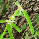 Euphorbia crotonoides Fruitua