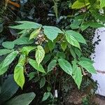 Begonia isoptera Habitat