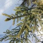 Picea mariana Blatt