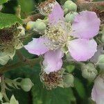 Rubus ulmifolius Kvet