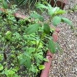 Trigonella foenum-graecum पत्ता