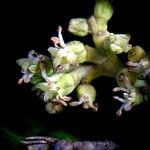 Ampelocera macrocarpa 花