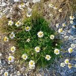 Anthemis cretica Habitus