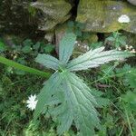 Astrantia major Blad