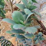 Kalanchoe fedtschenkoi पत्ता