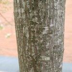 Amelanchier canadensis Bark