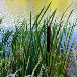 Typha latifolia برگ