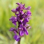 Anacamptis morioFlower