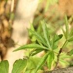 Dombeya acutangula Leaf