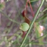 Cassytha filiformis Fruit