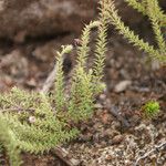 Erica galioides Hoja