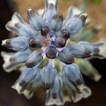Lachenalia perryae Flor