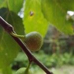 Ficus lateriflora Fruct