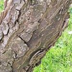 Caragana halodendron Bark