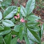 Arthroclianthus macrobotryosus Συνήθη χαρακτηριστικά