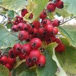 Crataegus persimilisFruit