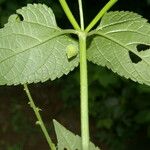 Priva lappulacea Blad