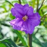 Solanum laciniatum Floro