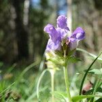 Prunella grandiflora Žiedas