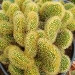 Cleistocactus winteri Blad