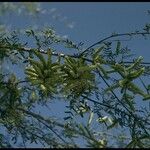 Prosopis pubescens Hábito