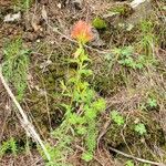 Castilleja miniata ফুল